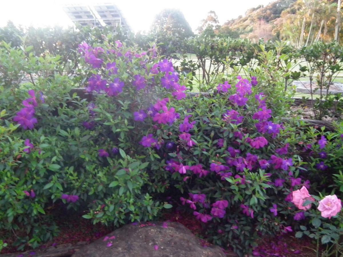Maleny Hinterland Escape Witta Exterior foto
